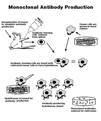 monoclonal antibodies