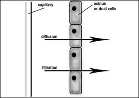 Figure 4.  Movement of compounds through membrane into saliva.